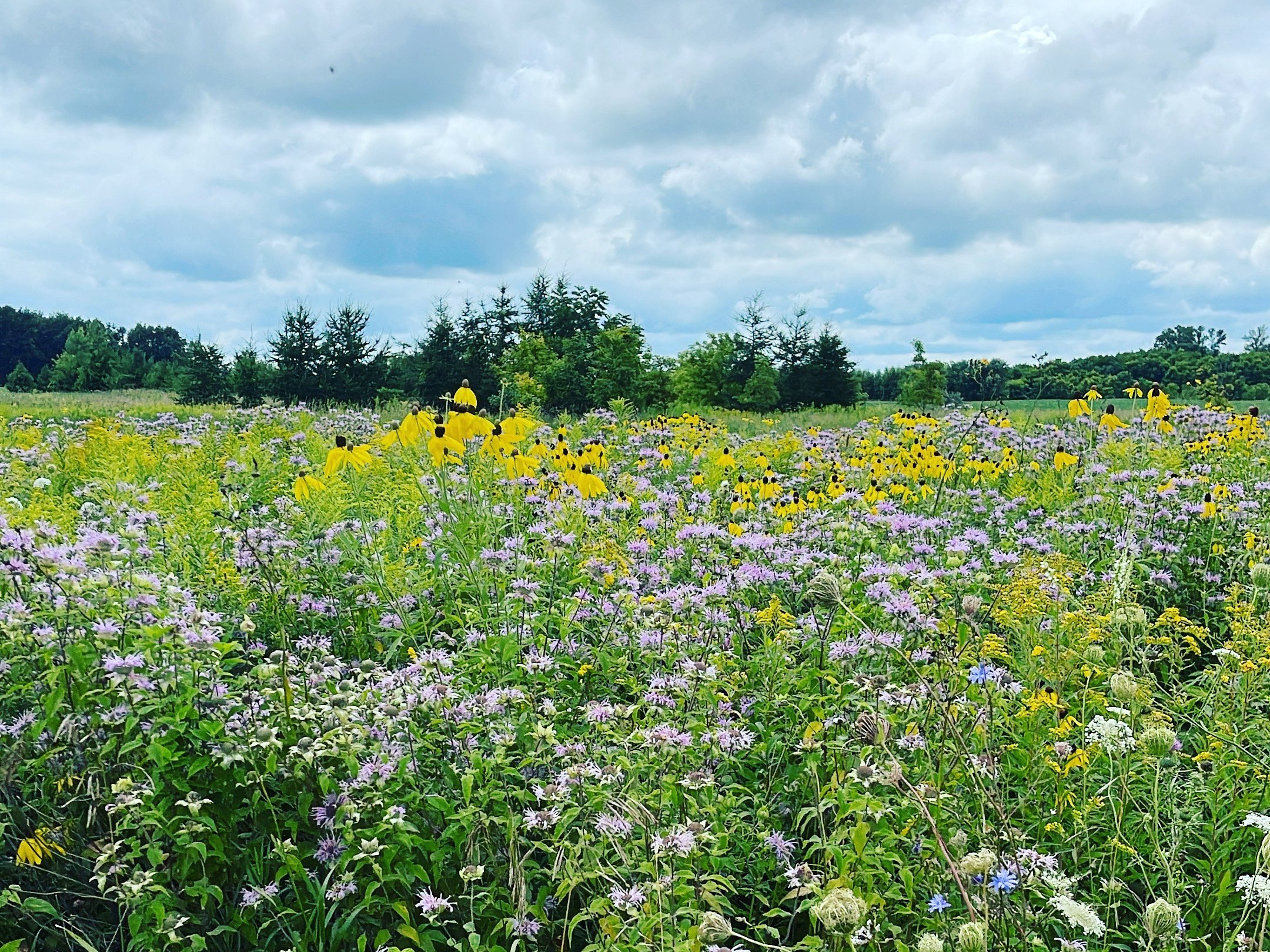 Vibrant wildflower field featuring a mix of purple, yellow, and white blooms under a cloudy sky, surrounded by lush greenery and trees. Ideal for nature enthusiasts and photographers.